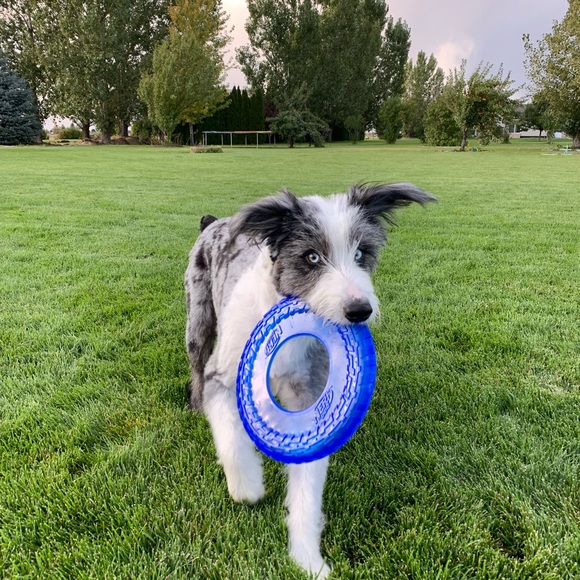 Meet your Posher, Savannah - Picture 1 of 1